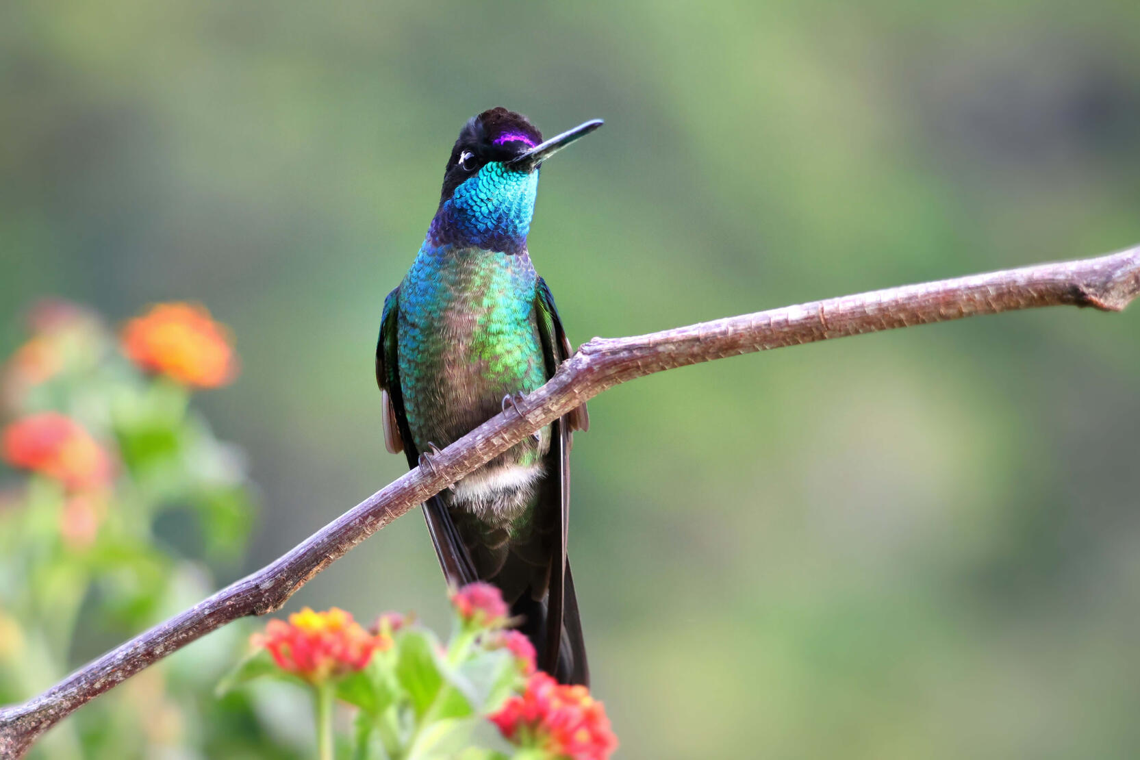 Talamanca Hummingbird