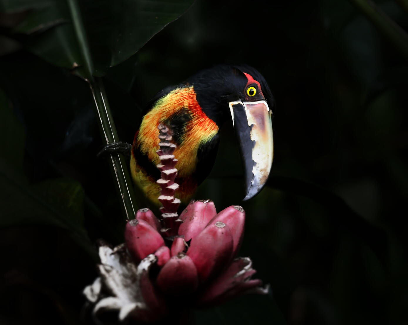 Collared Aracari
