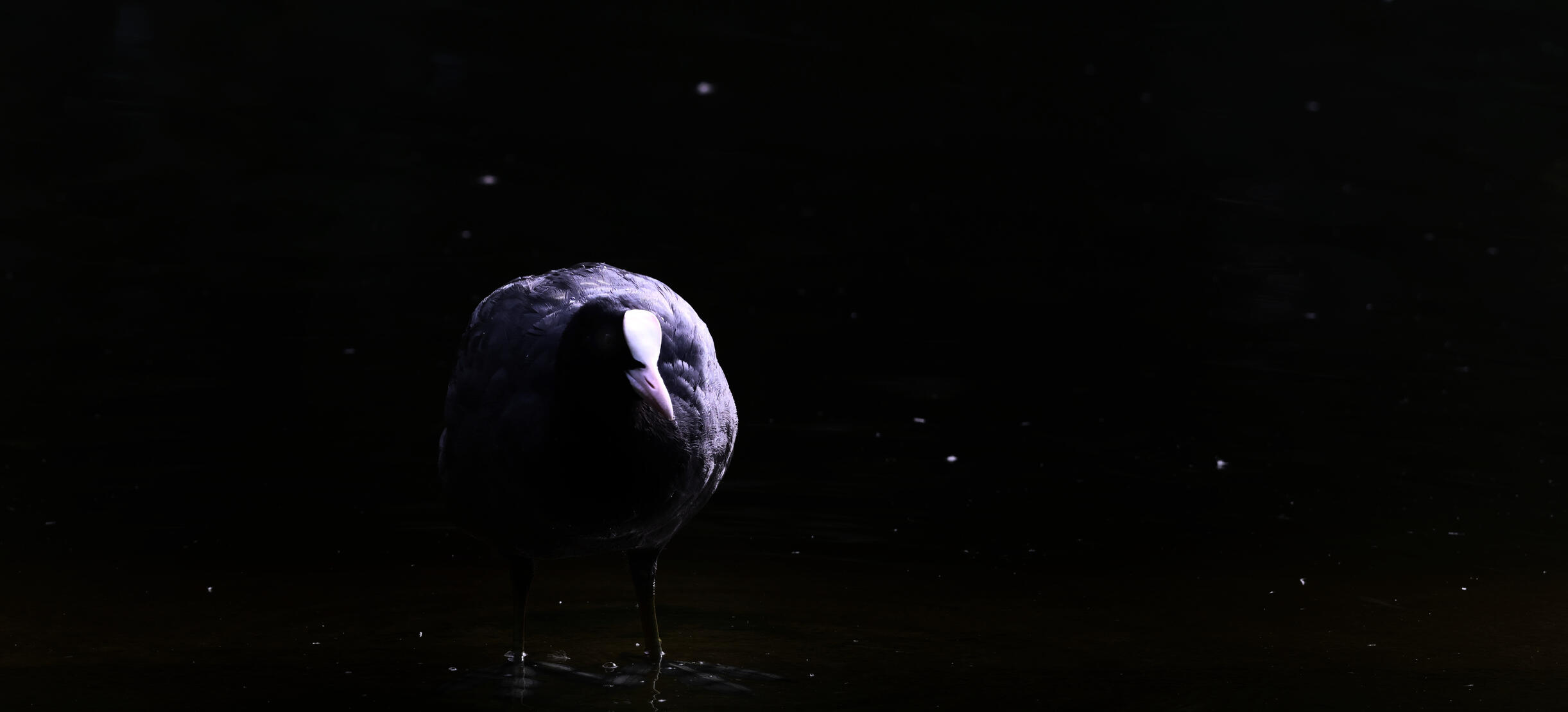 Eurasian Coot