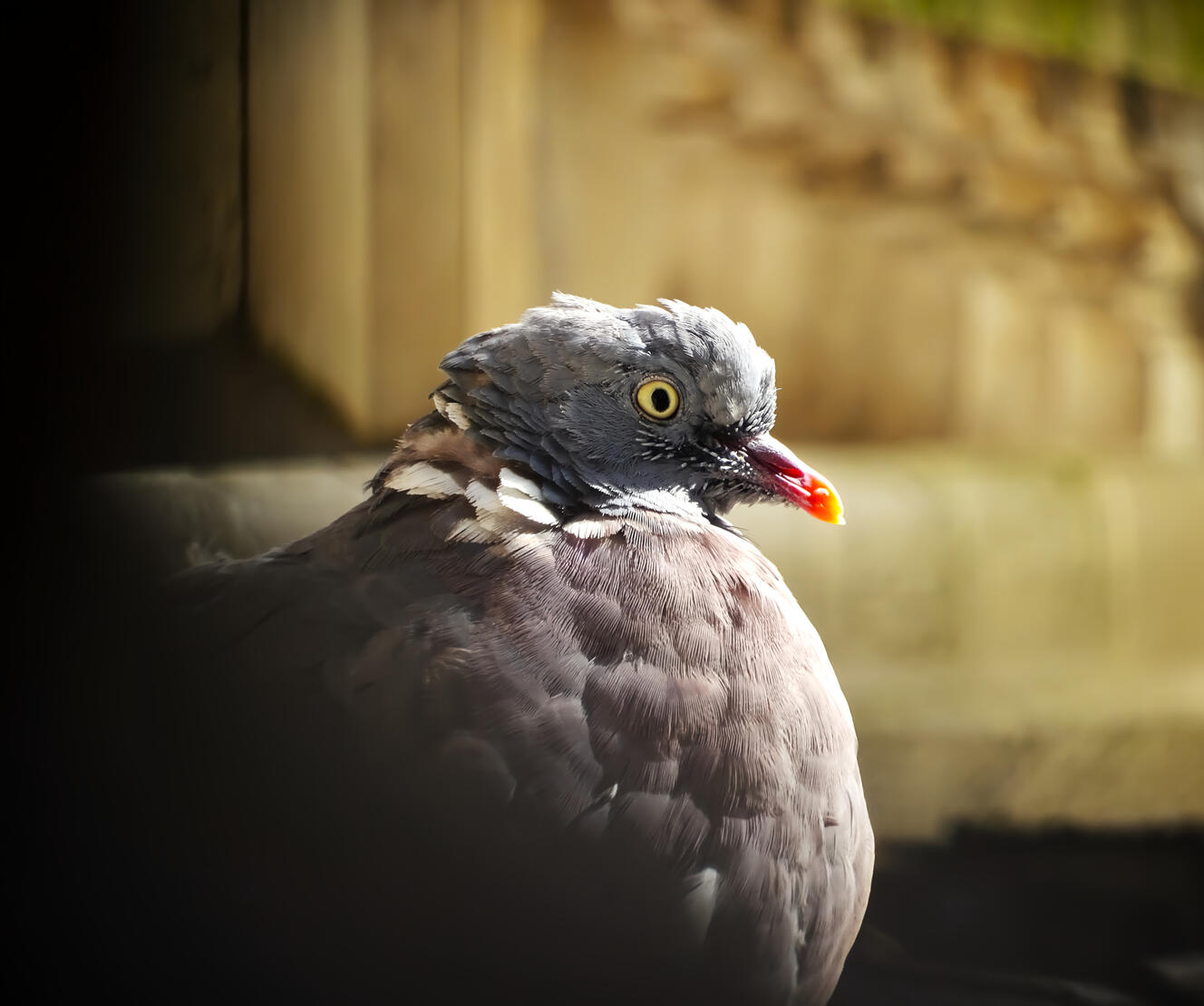 Photo portrait of a common wood-pigeon, European Collection.