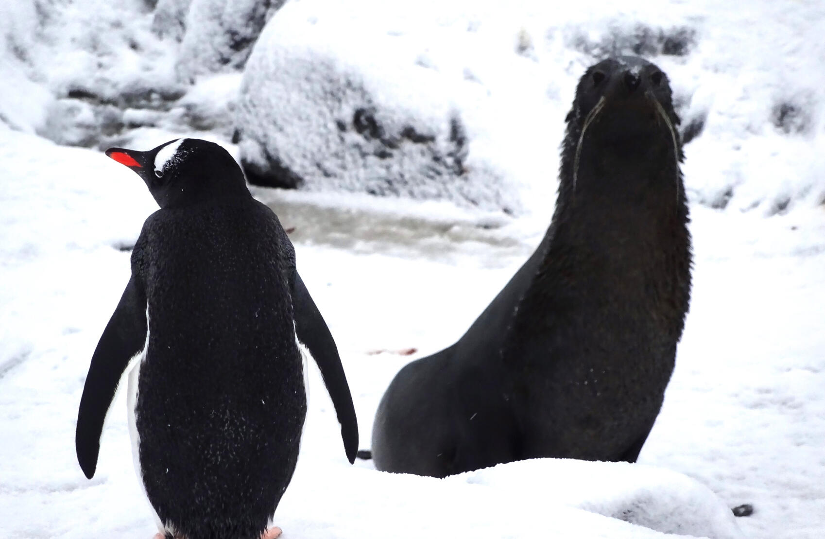Gentoo penguin with fur seal, Antarctica Collection.