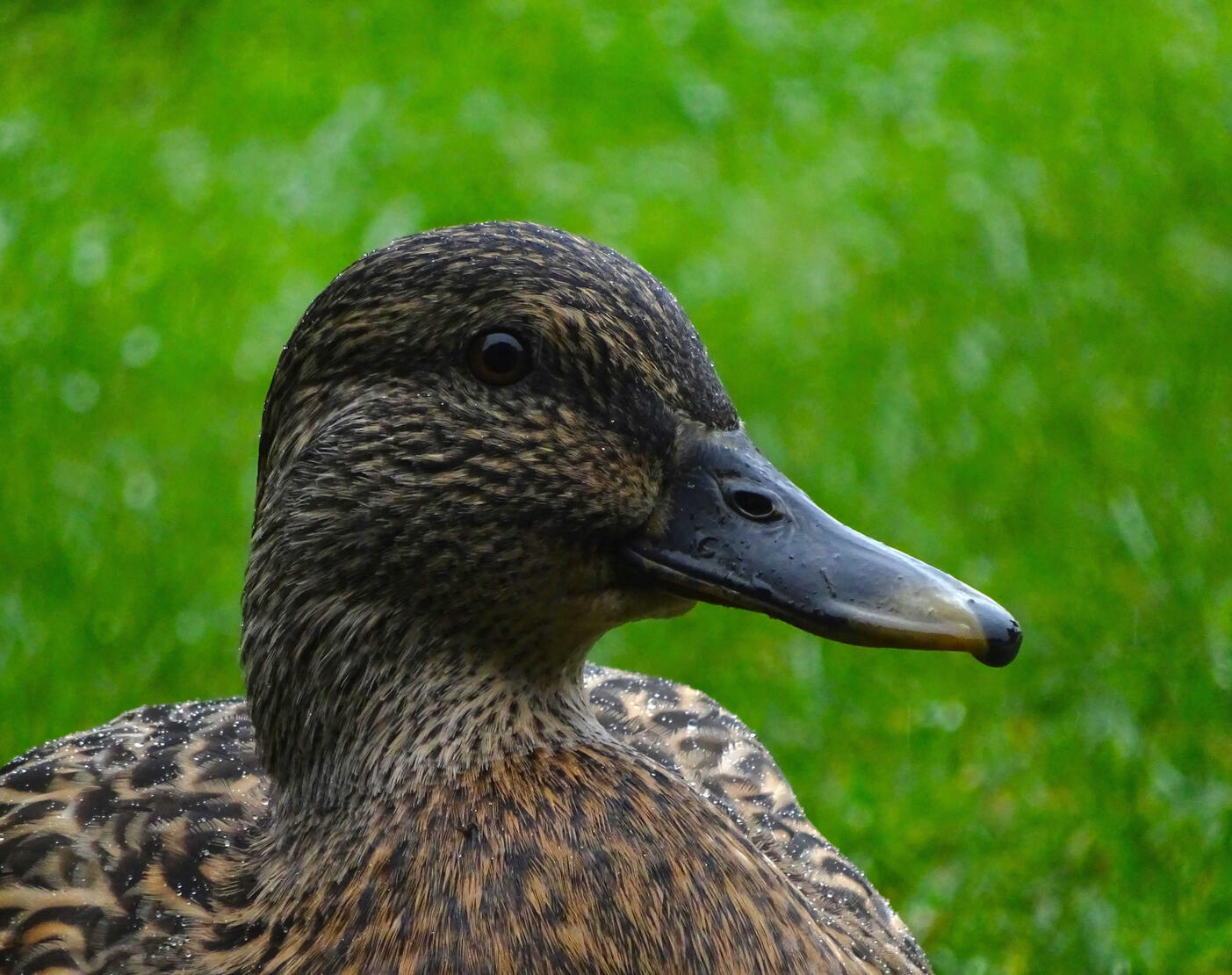 Portrait of a female mallard, Favorites.