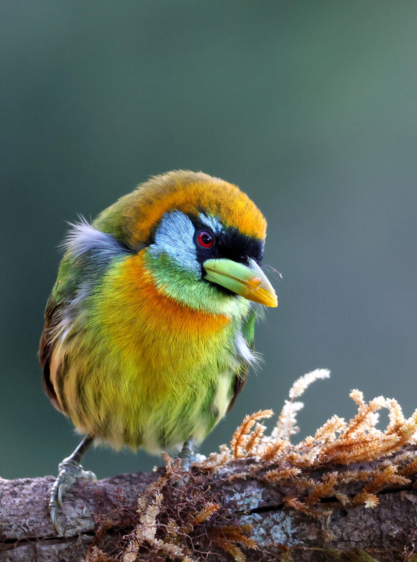 Red-headed Barbet