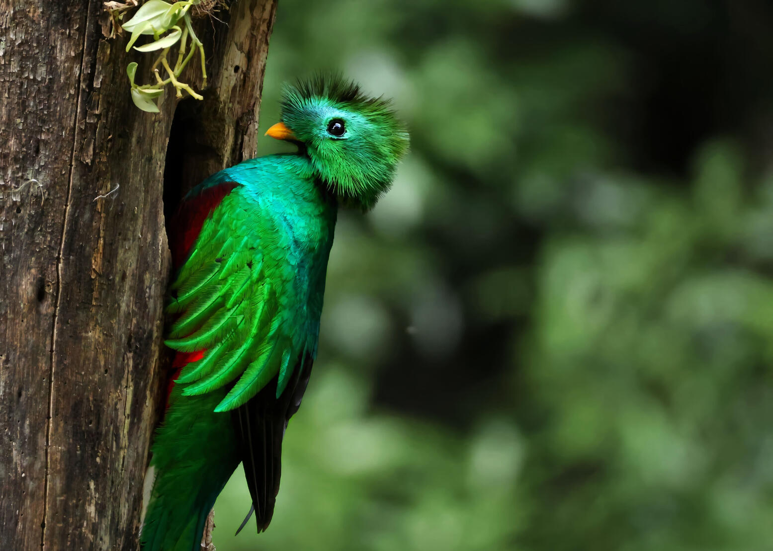 Resplendent Quetzal