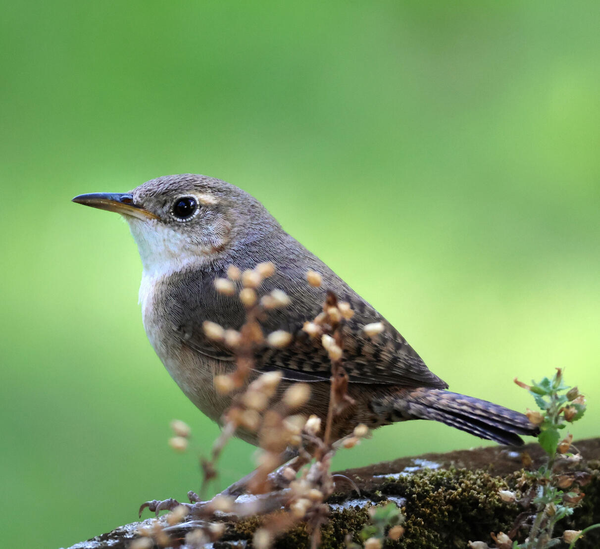 Southern House Wren