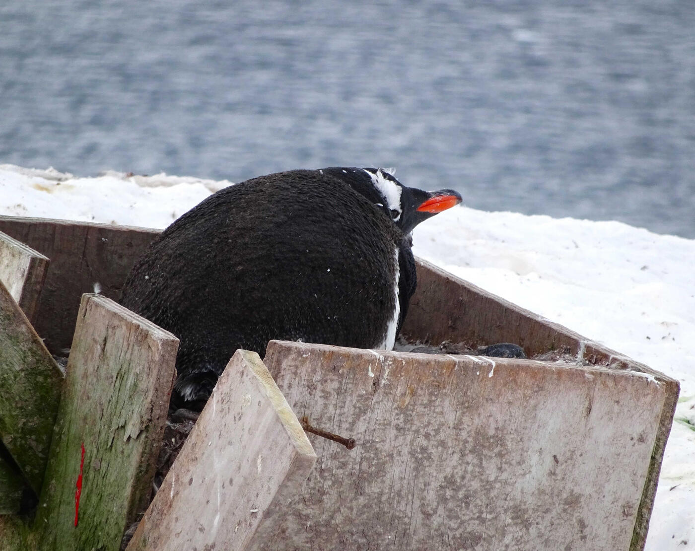 Gentoo Penguin