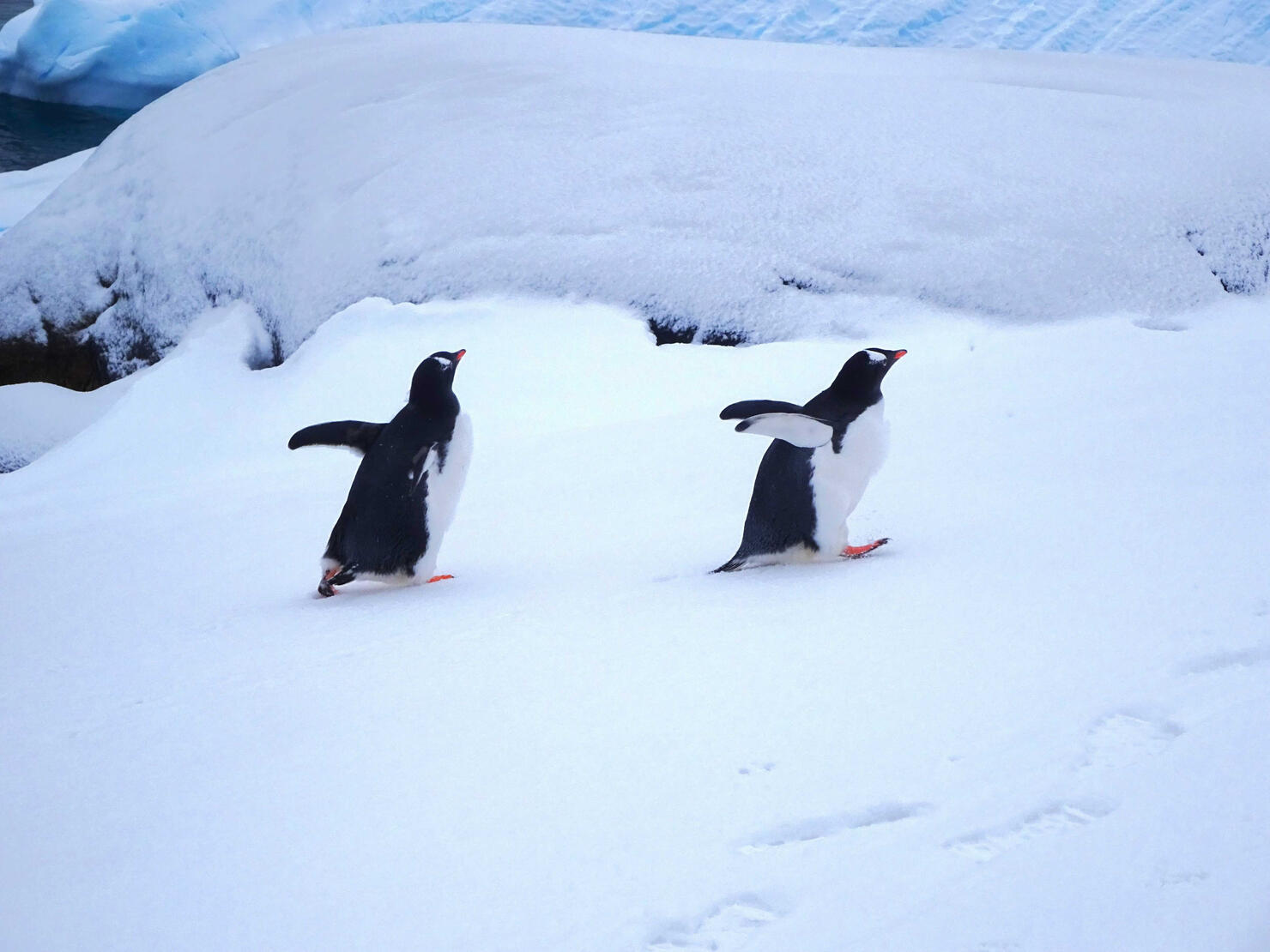 Gentoo Penguin