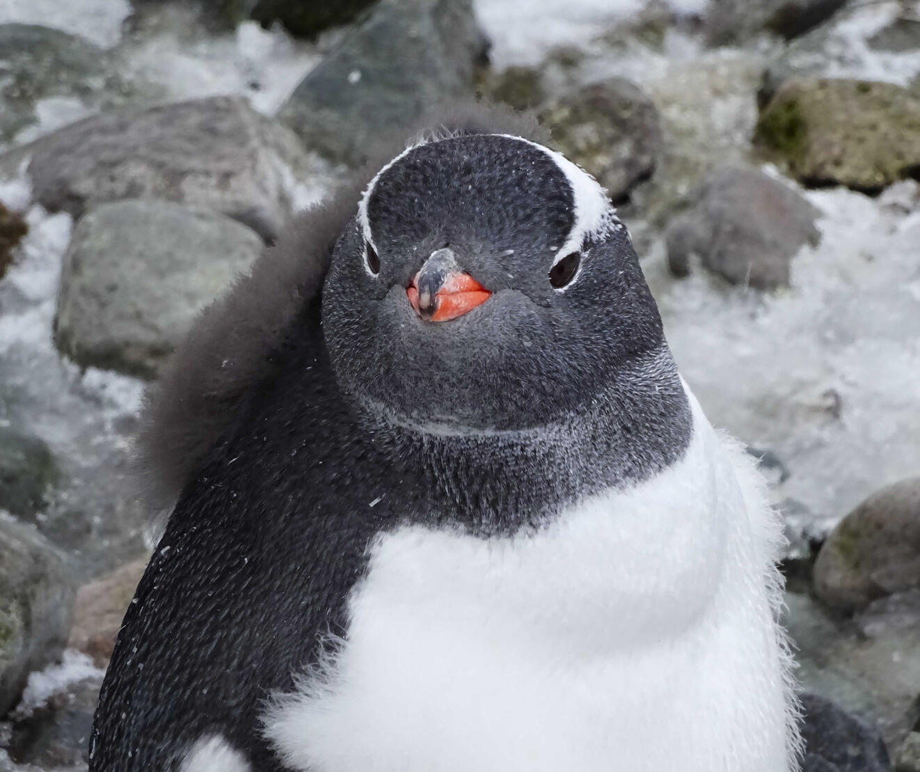 Gentoo Penguins