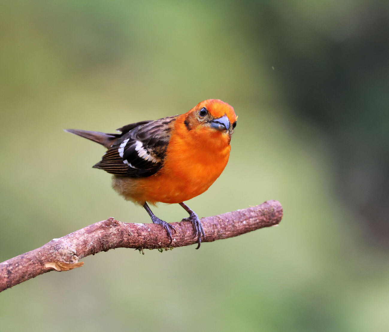Flame-colored Tanager