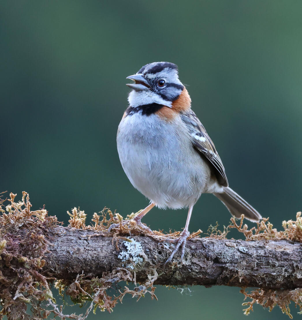Rufous-collared Sparrow