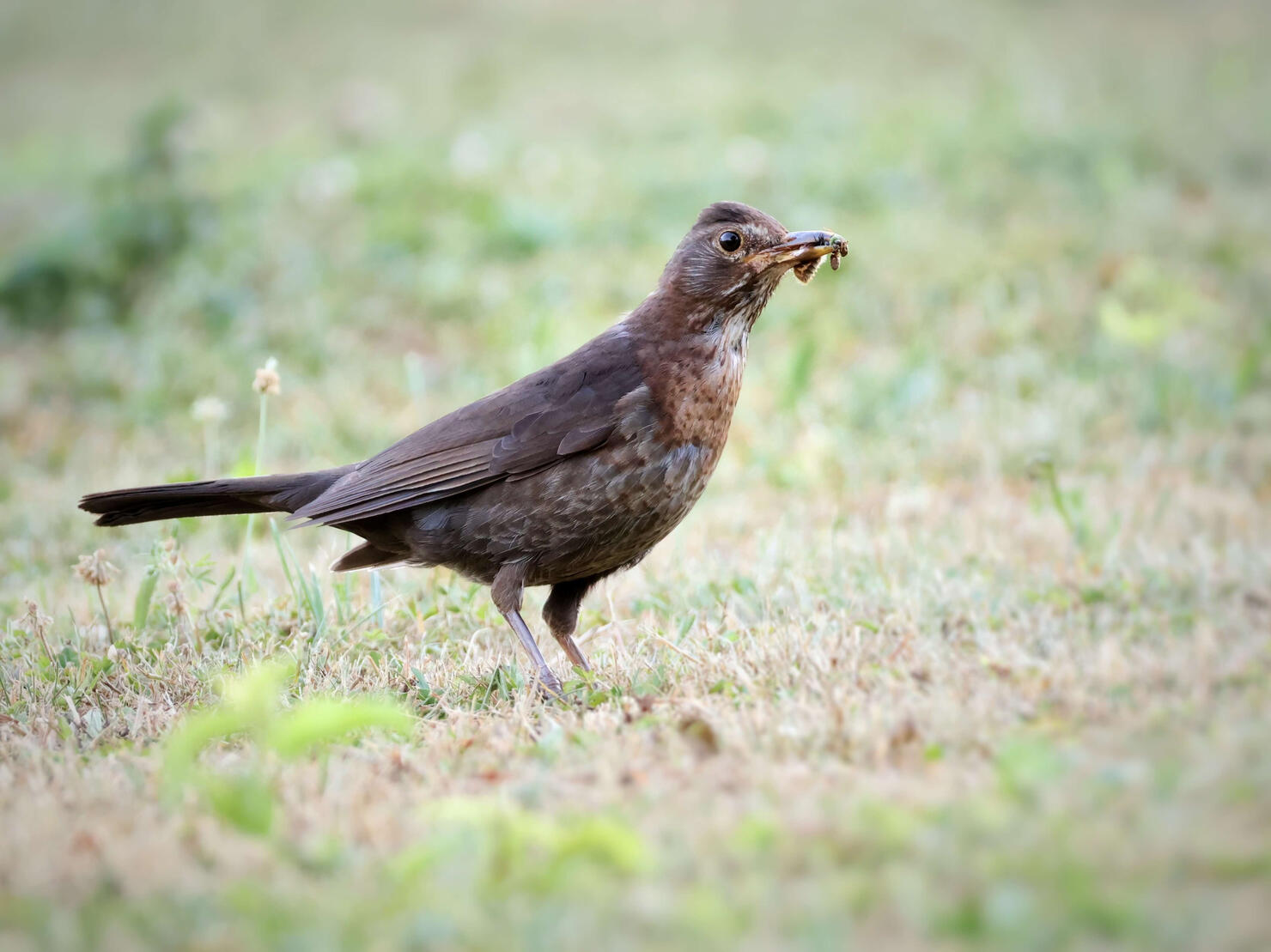 Eurasian Blackbird