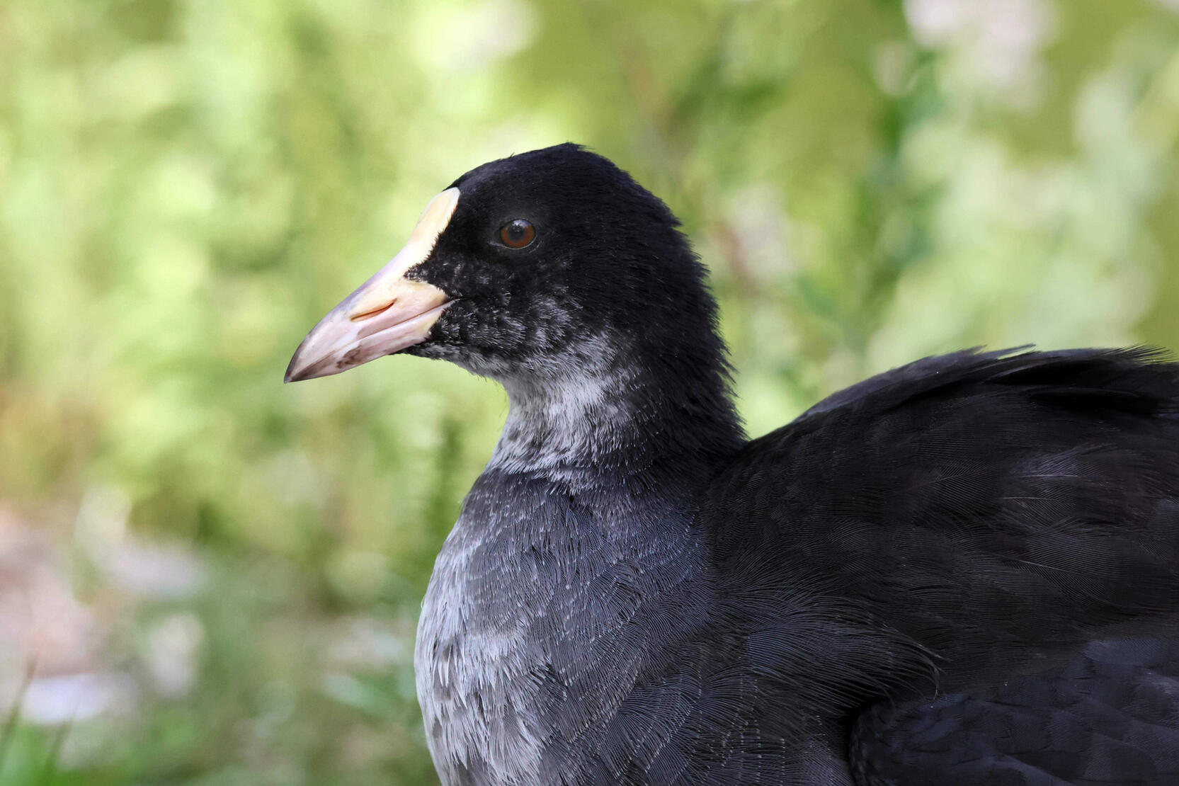 Eurasian Coot