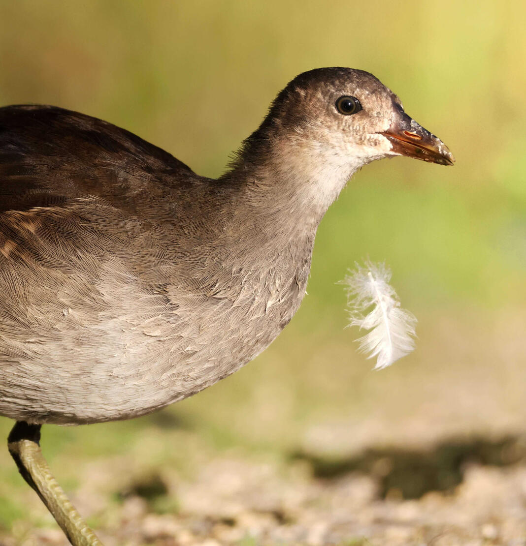 Eurasian Moorhen