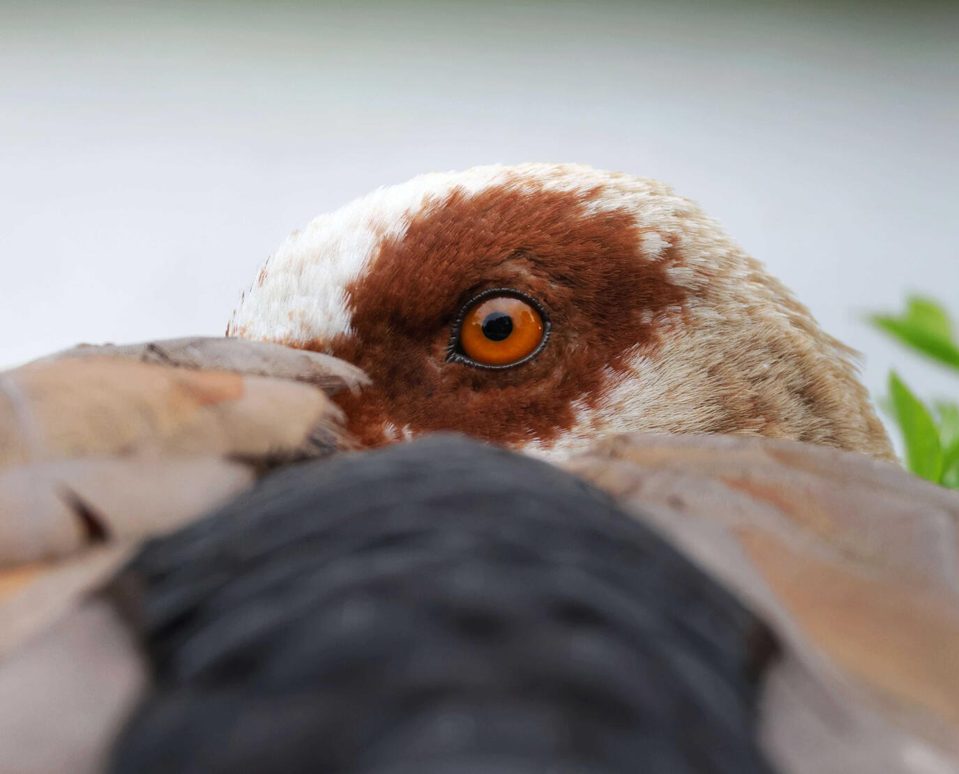 Egyptian Goose