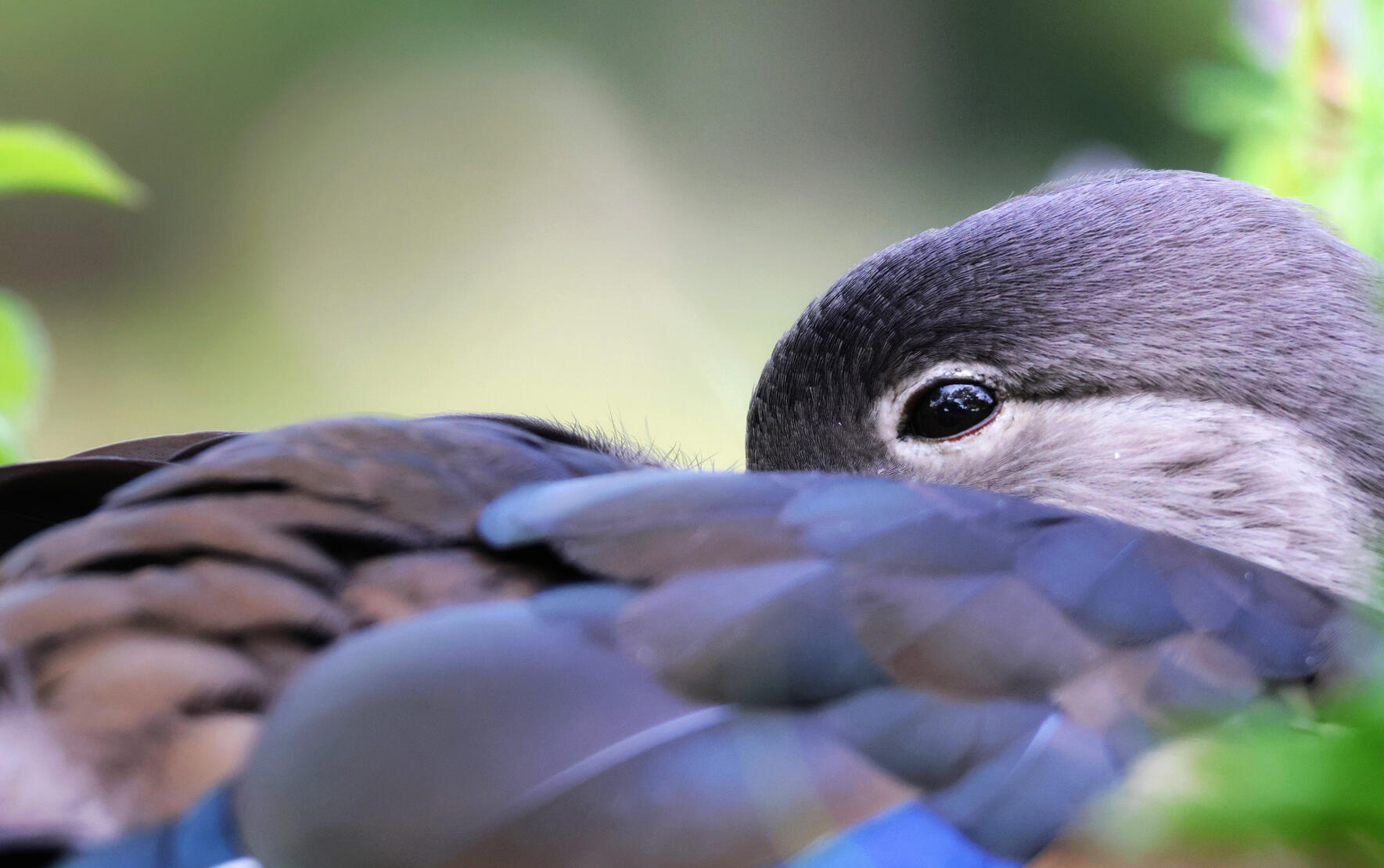 Mandarin Duck
