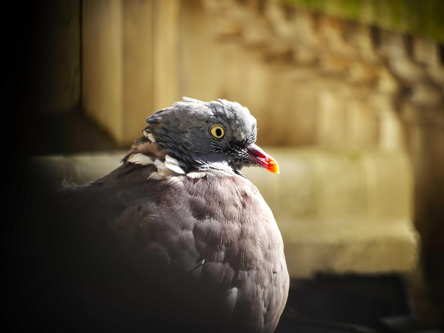Common Wood Pigeon
