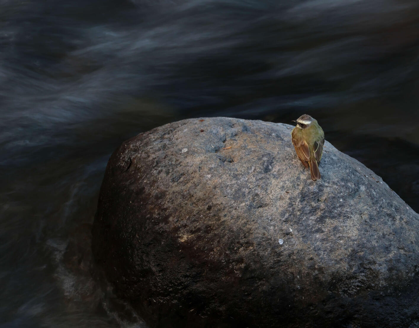 Social Flycatcher