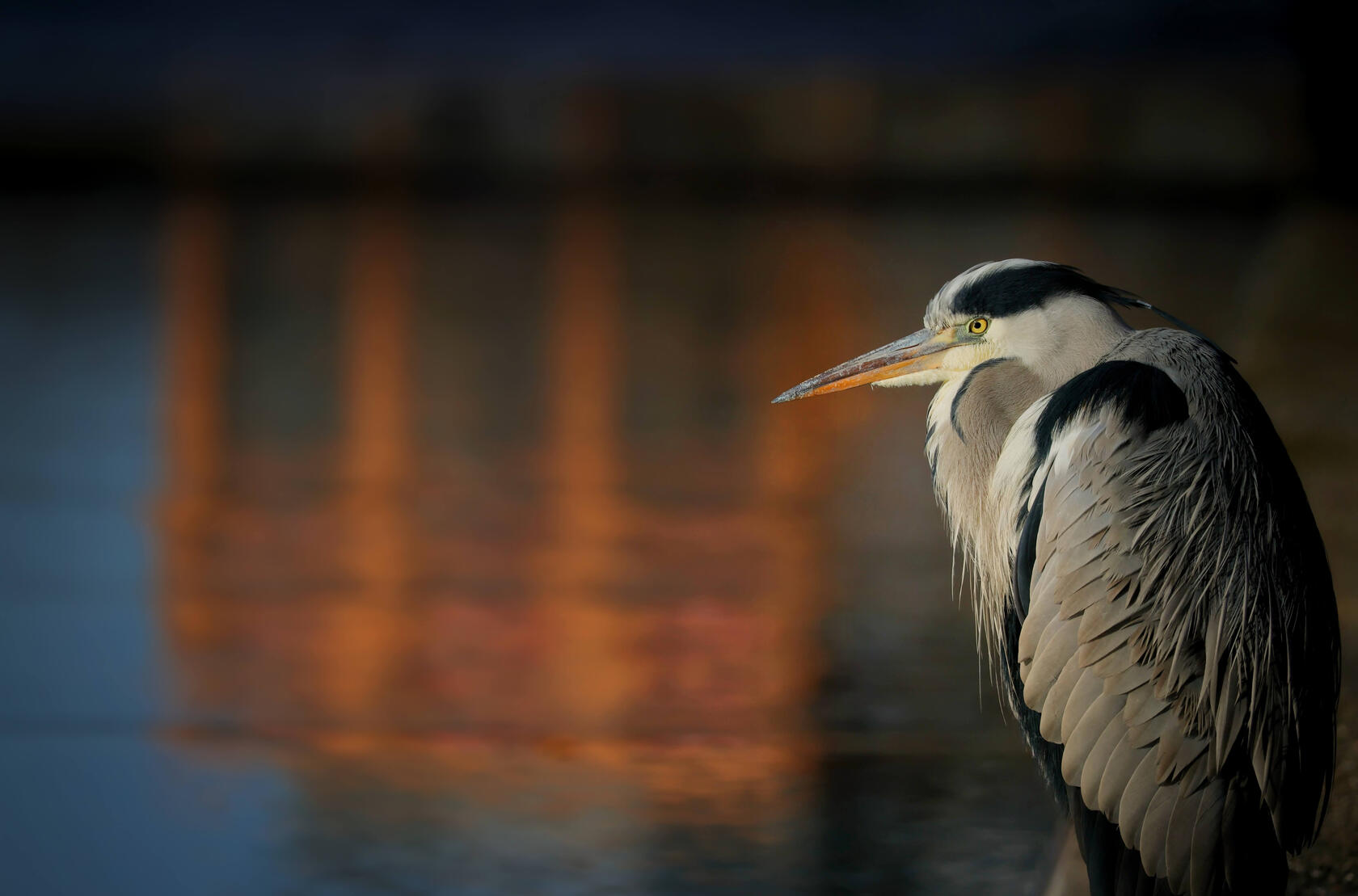 Gray Heron