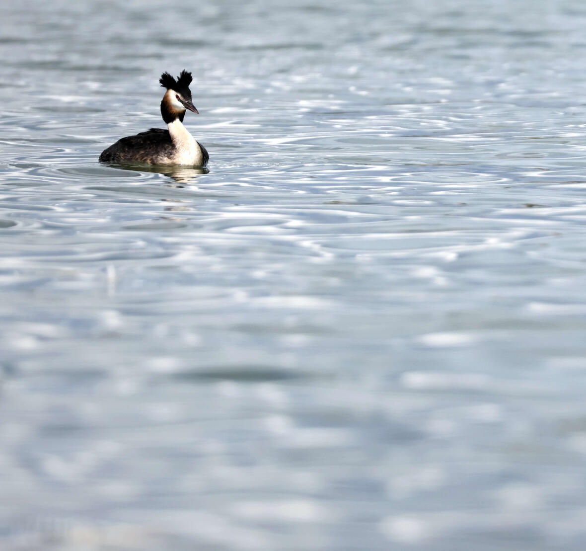 Great-crested Grebe