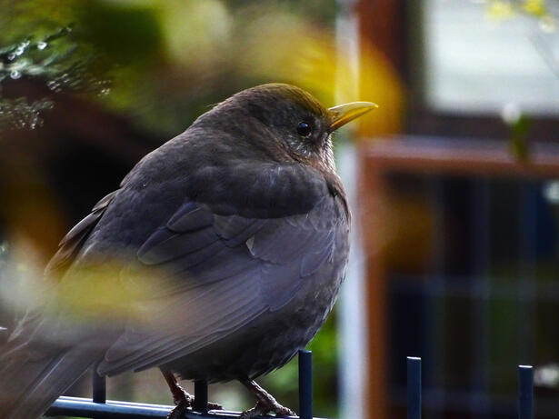 Eurasian Blackbird