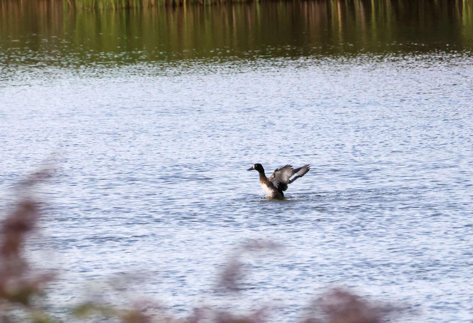 Tufted Duck