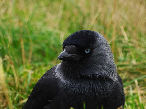 Western Jackdaw