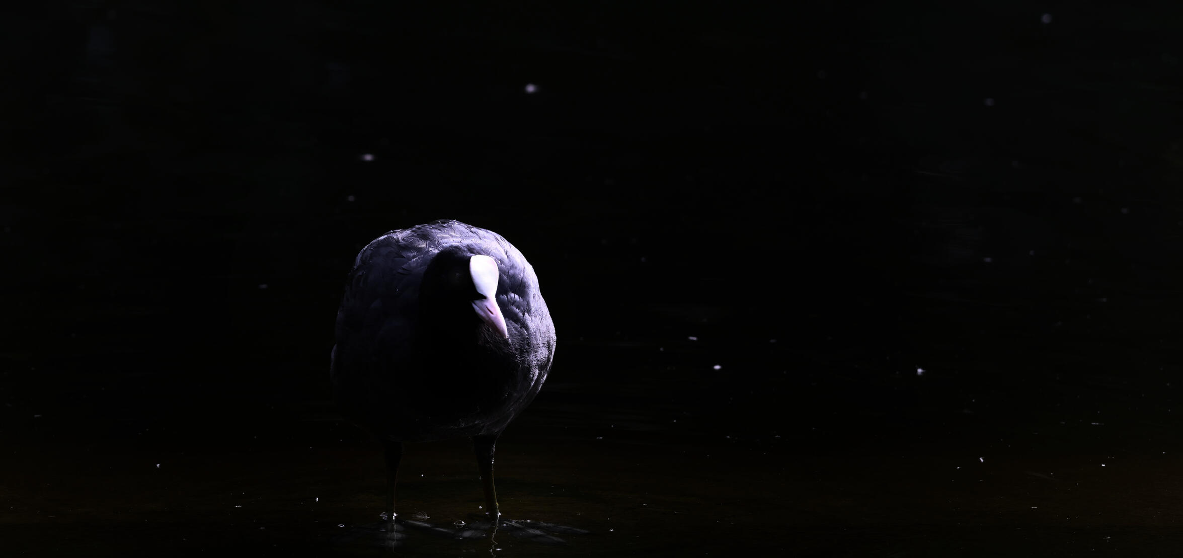 Eurasian Coot