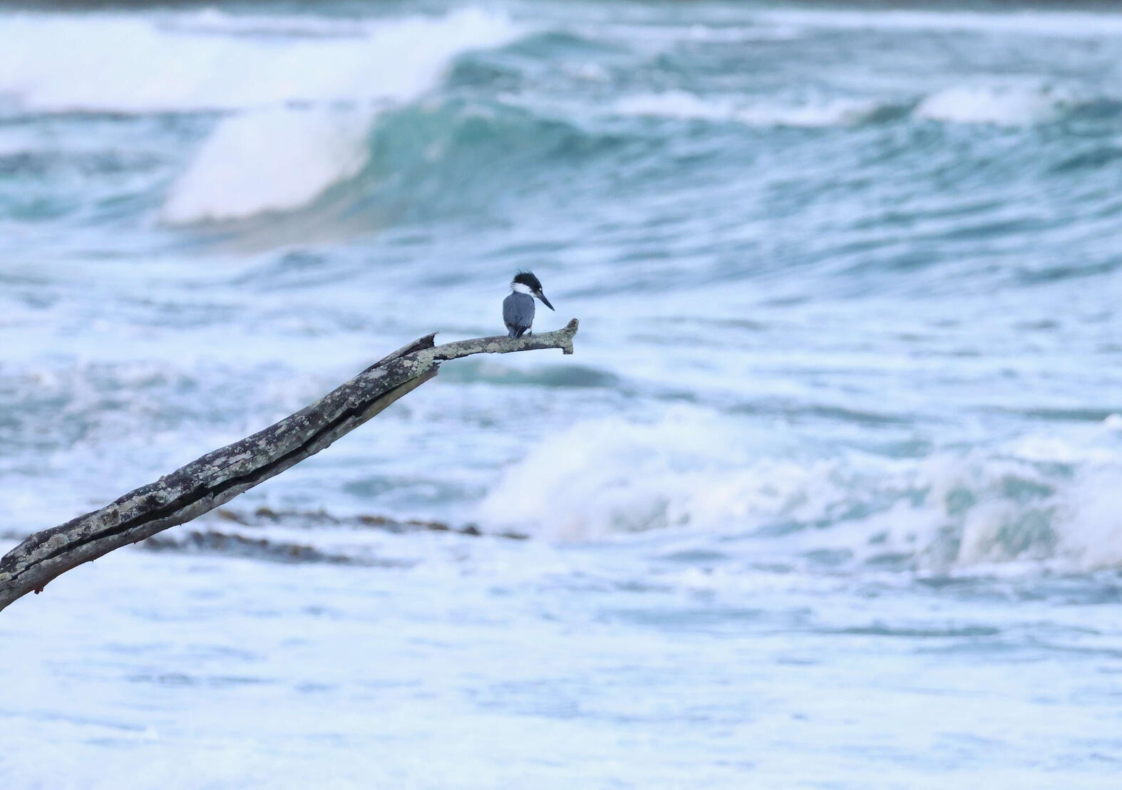 Ringed Kingfisher