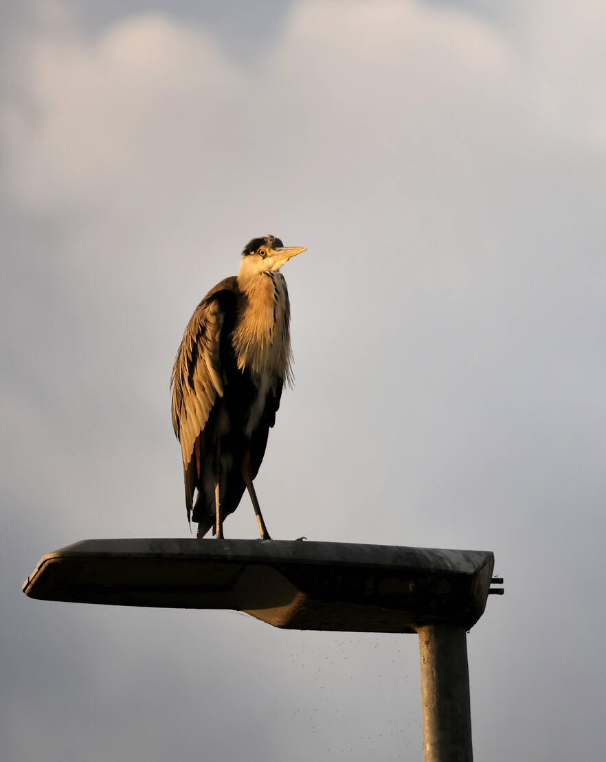 Gray Heron