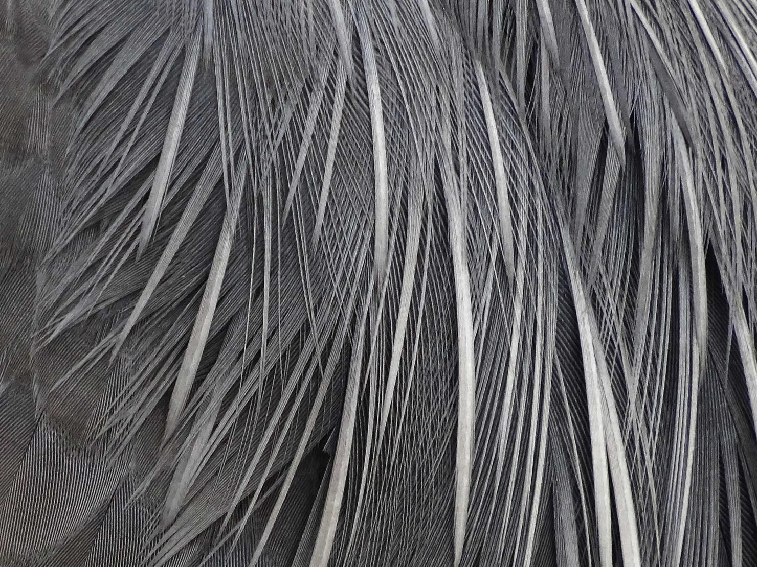 Feathers of a Gray Heron