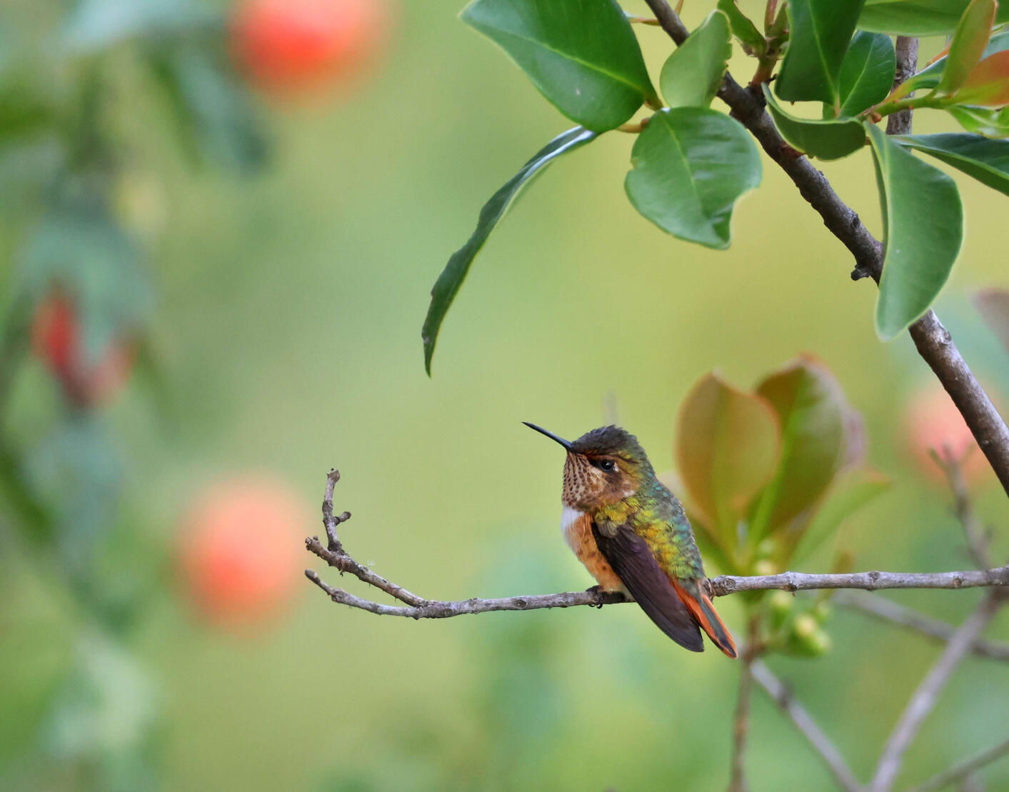 Scintillant Hummingbird