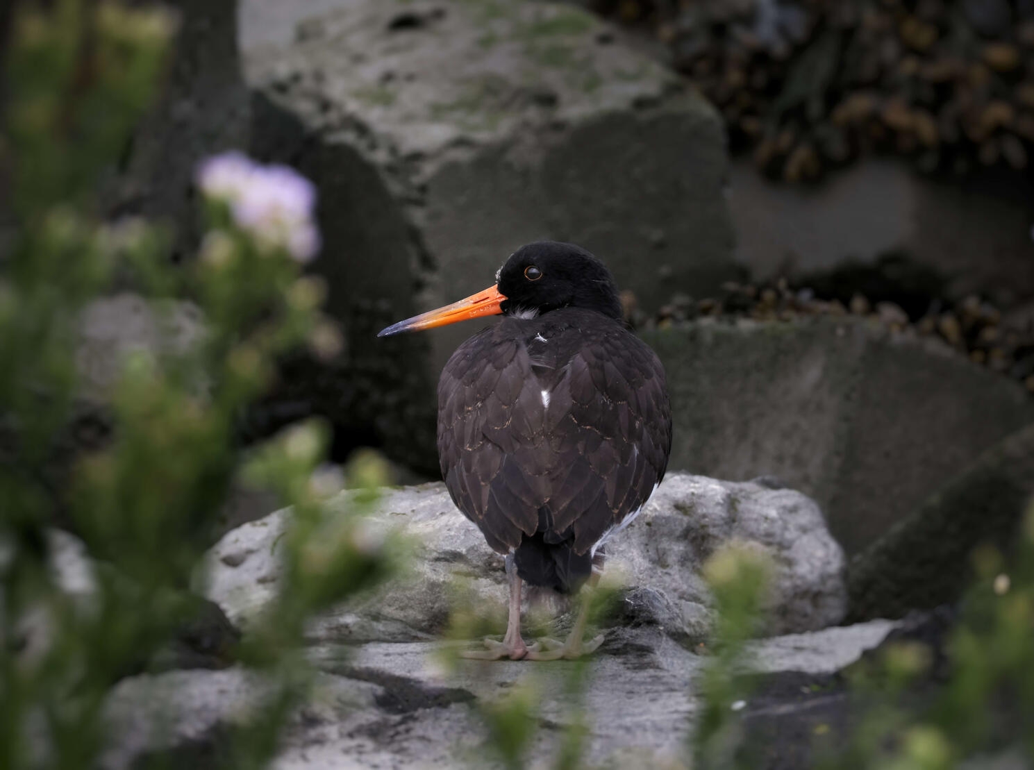 Eurasian Oystercatcher