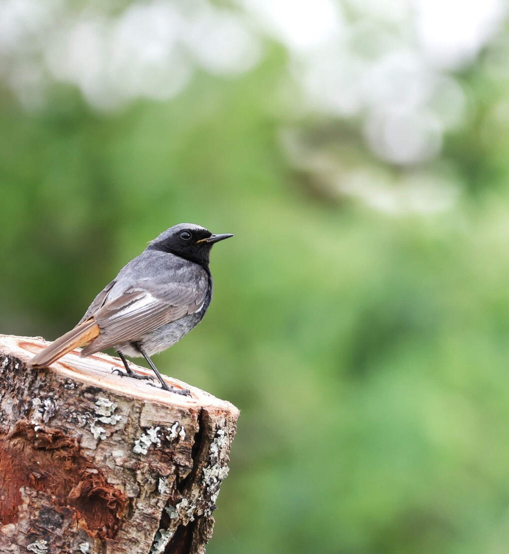 Black Redstart