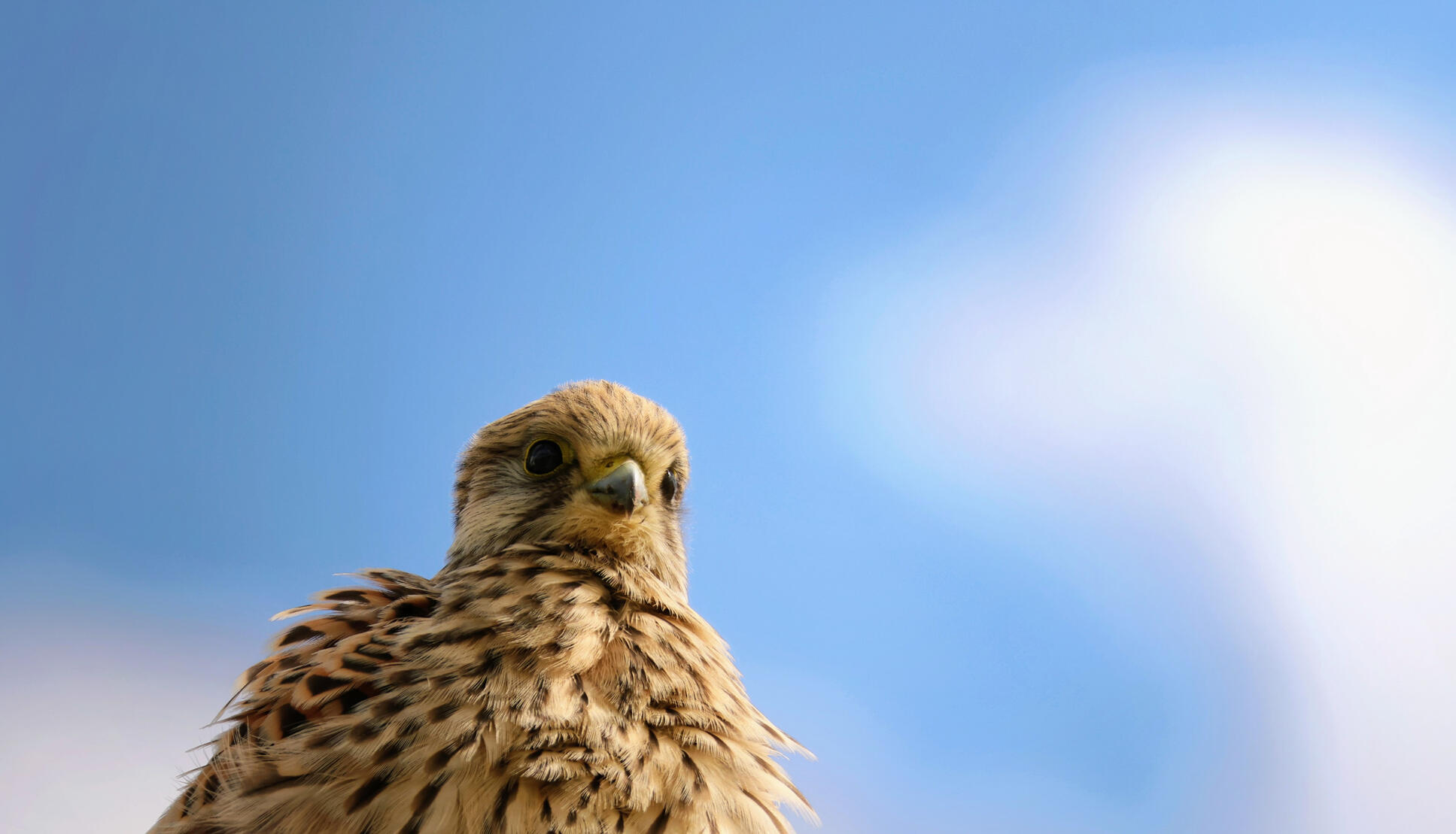Eurasian Kestrel
