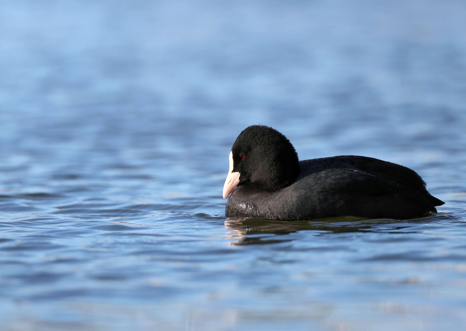 Eurasian Coot