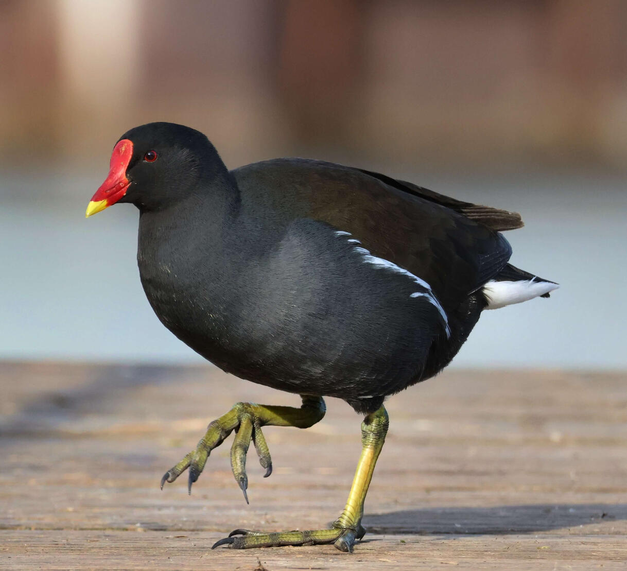 Eurasian Moorhen