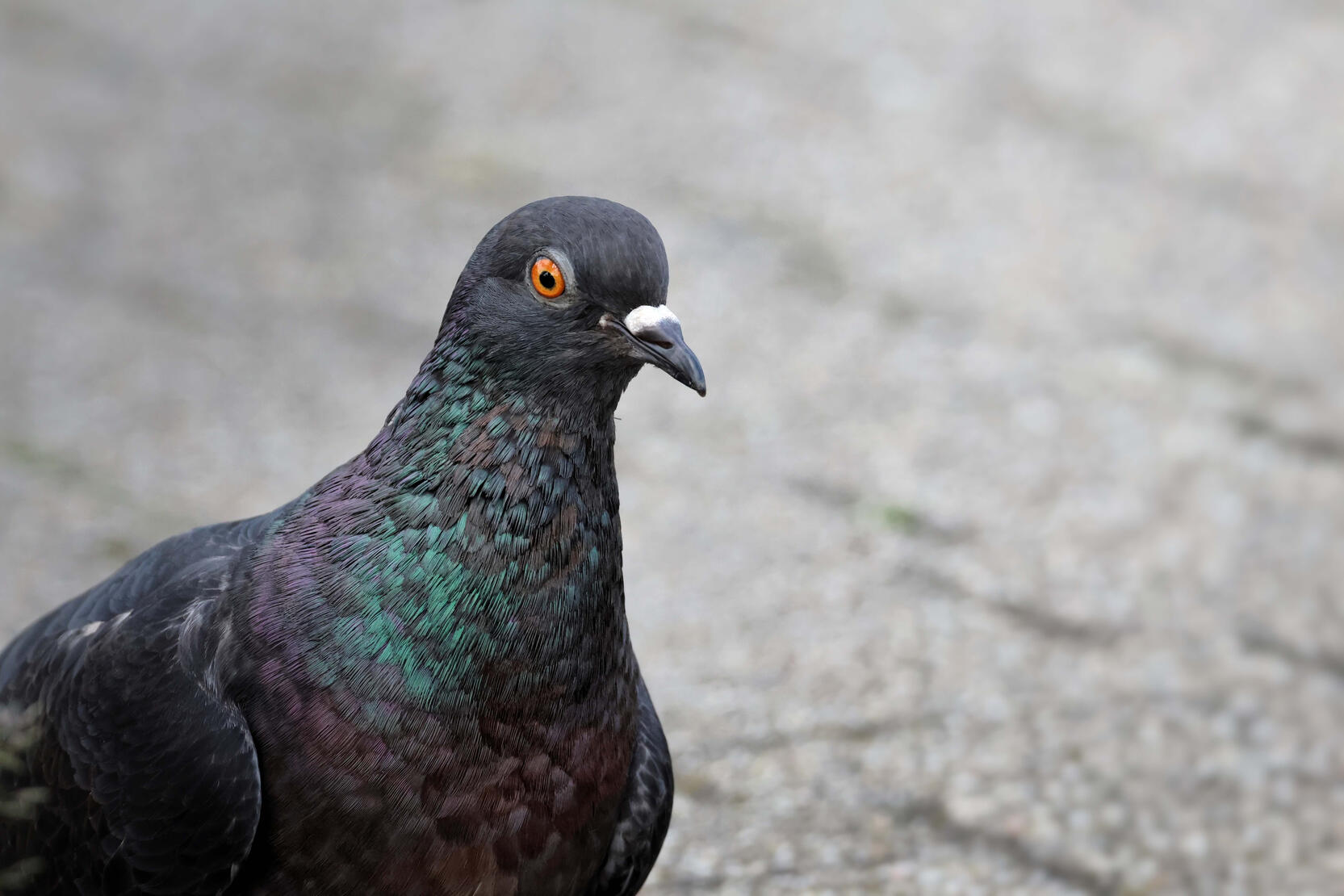 Rock Pigeon
