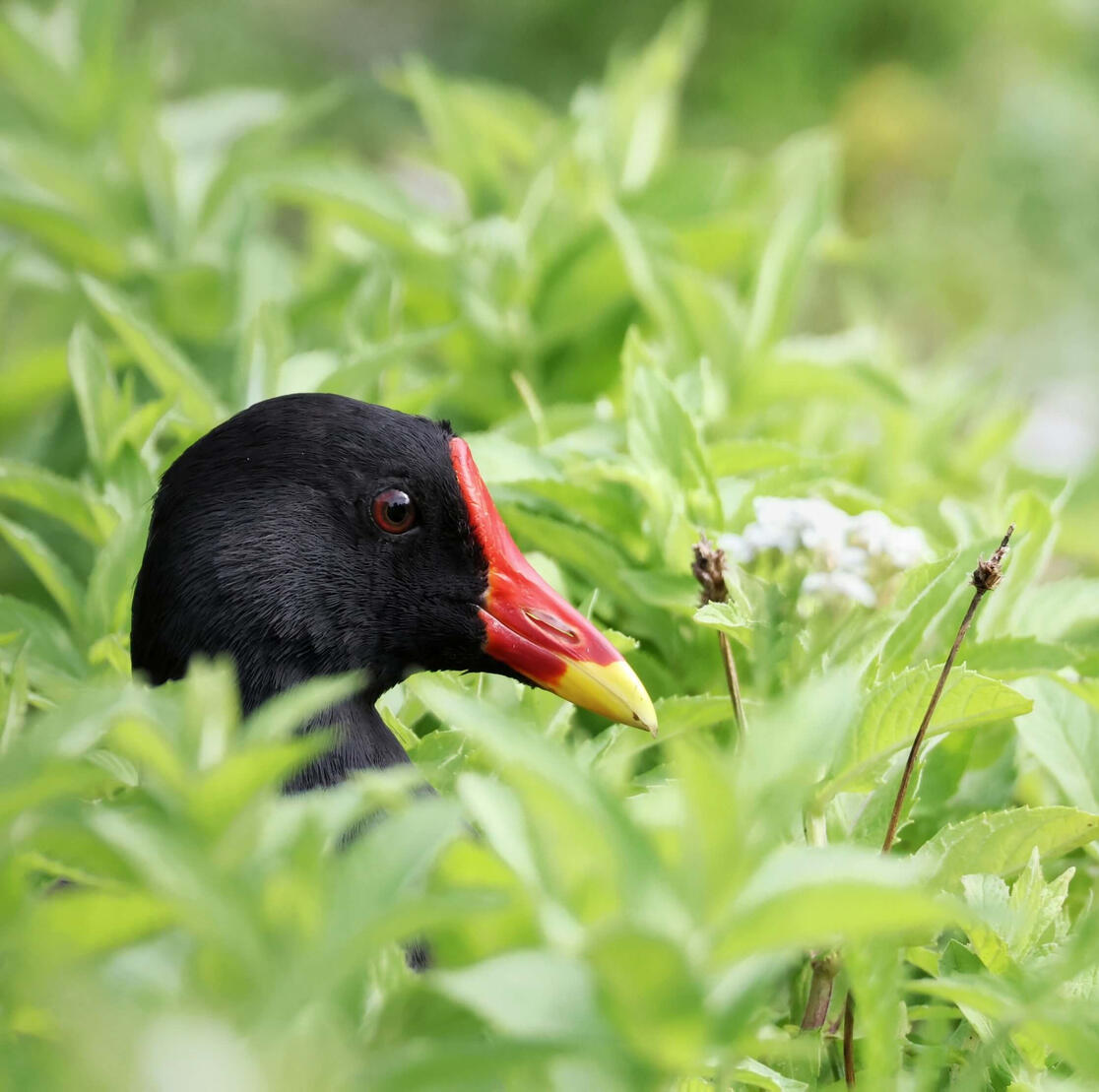 Eurasian Moorhen