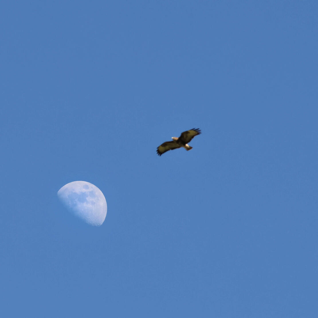 Common Buzzard