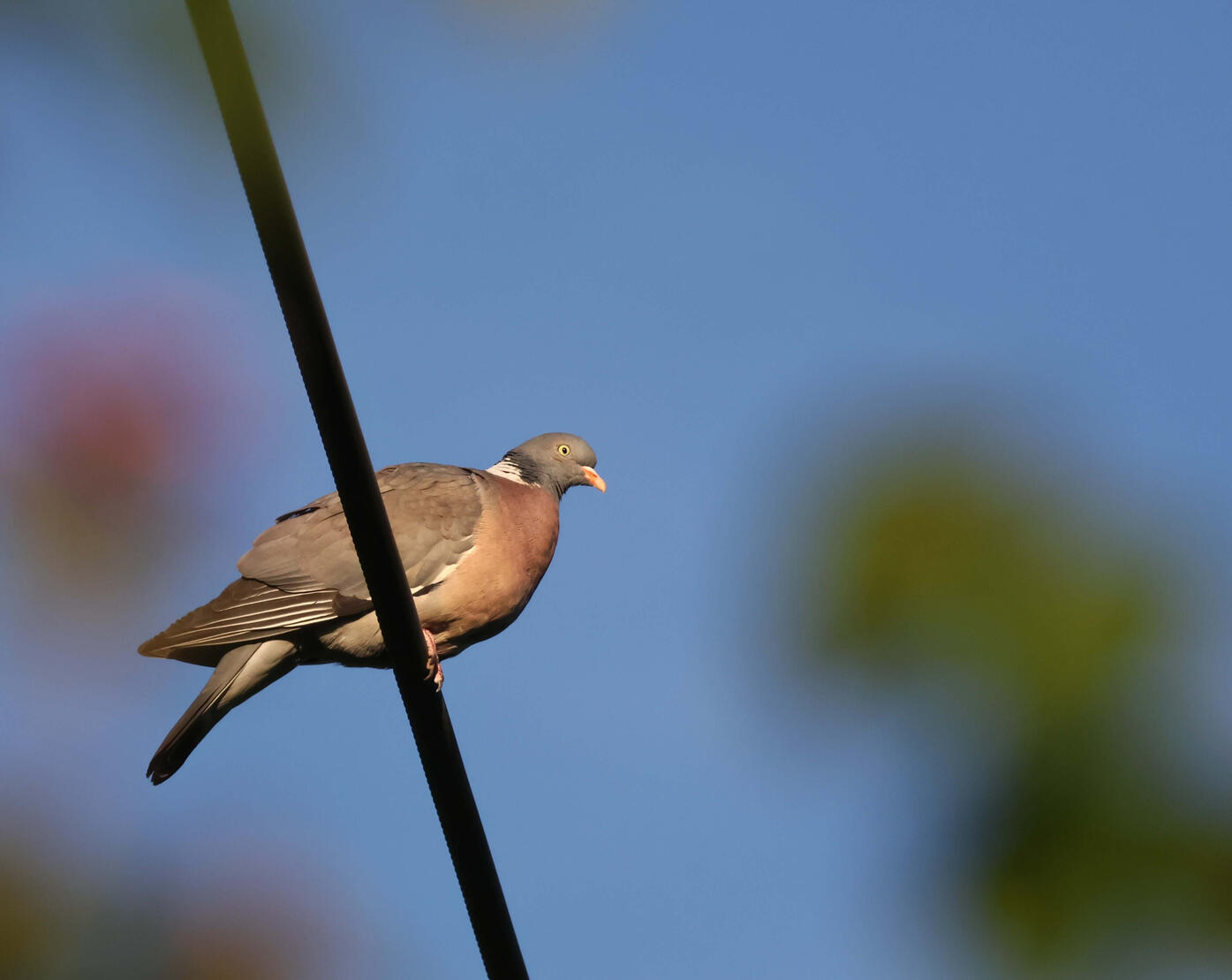 Common Wood Pigeon