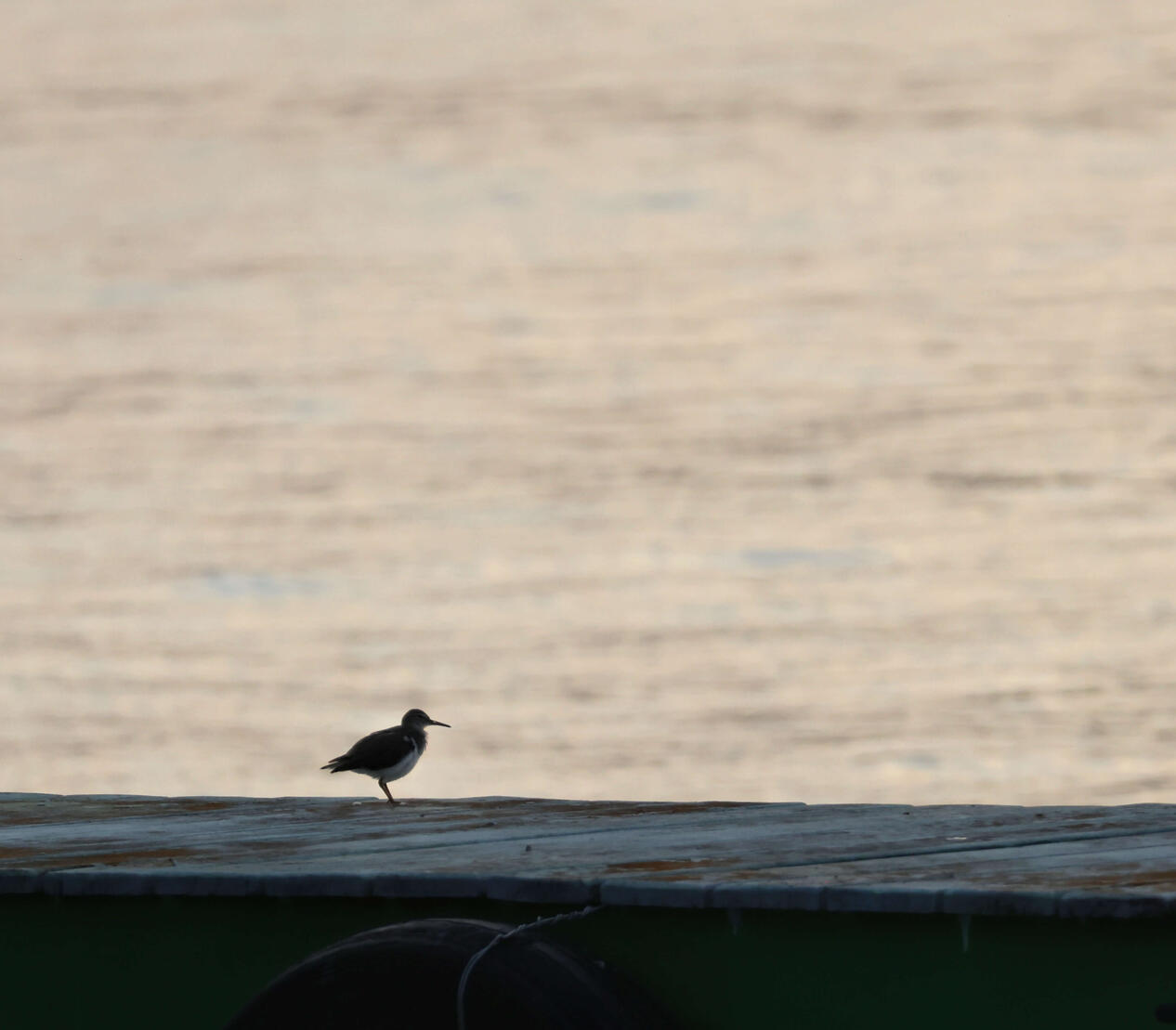 Spotted Sandpiper