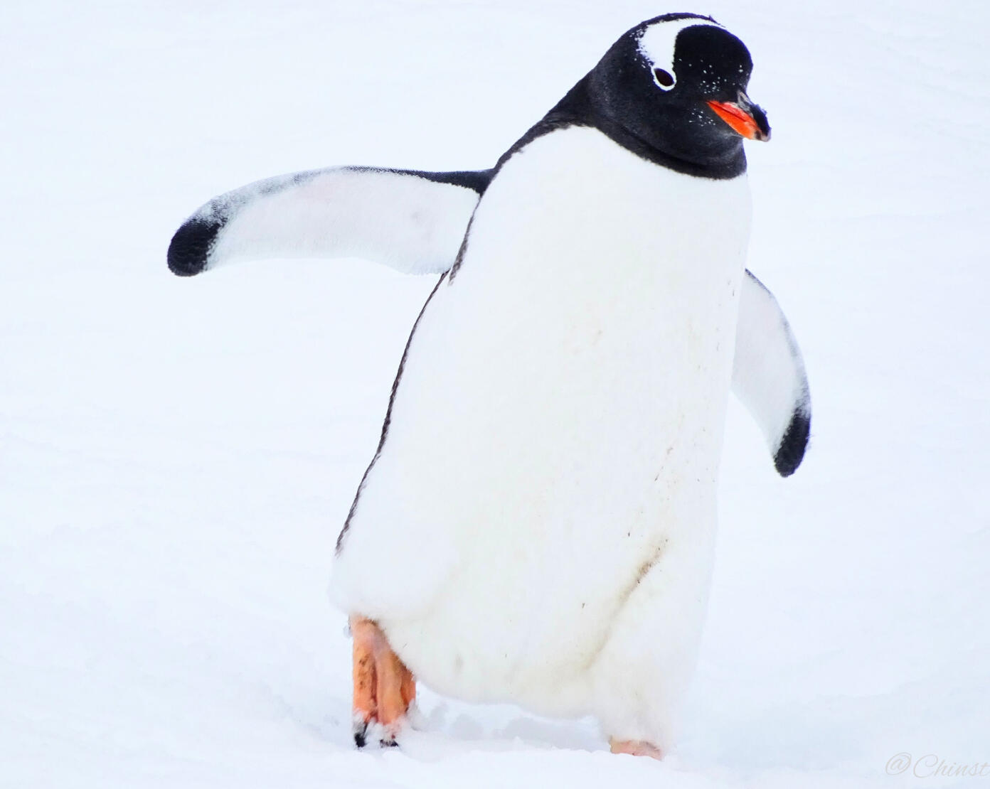 Gentoo Penguin