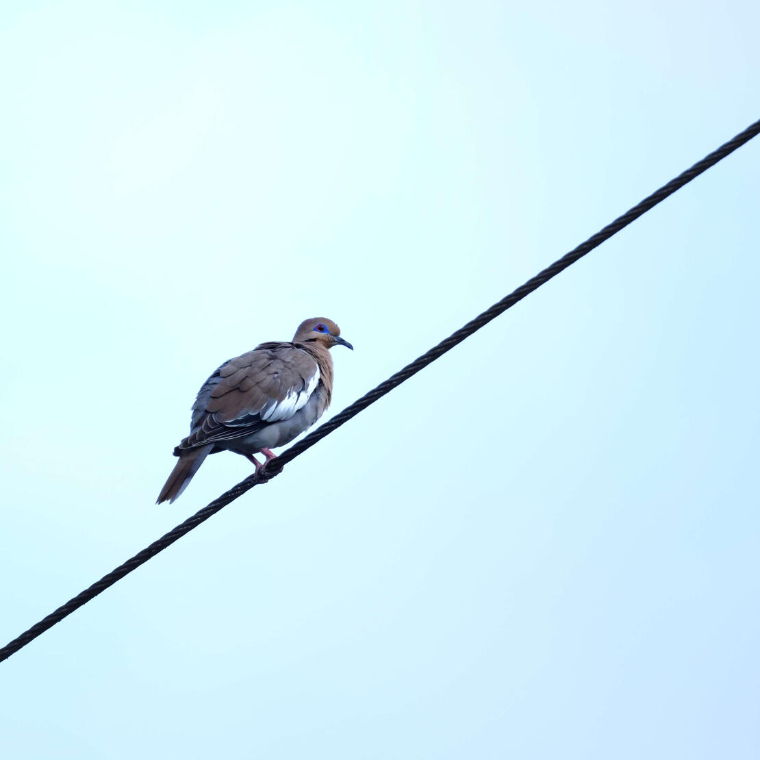 White-winged Dove