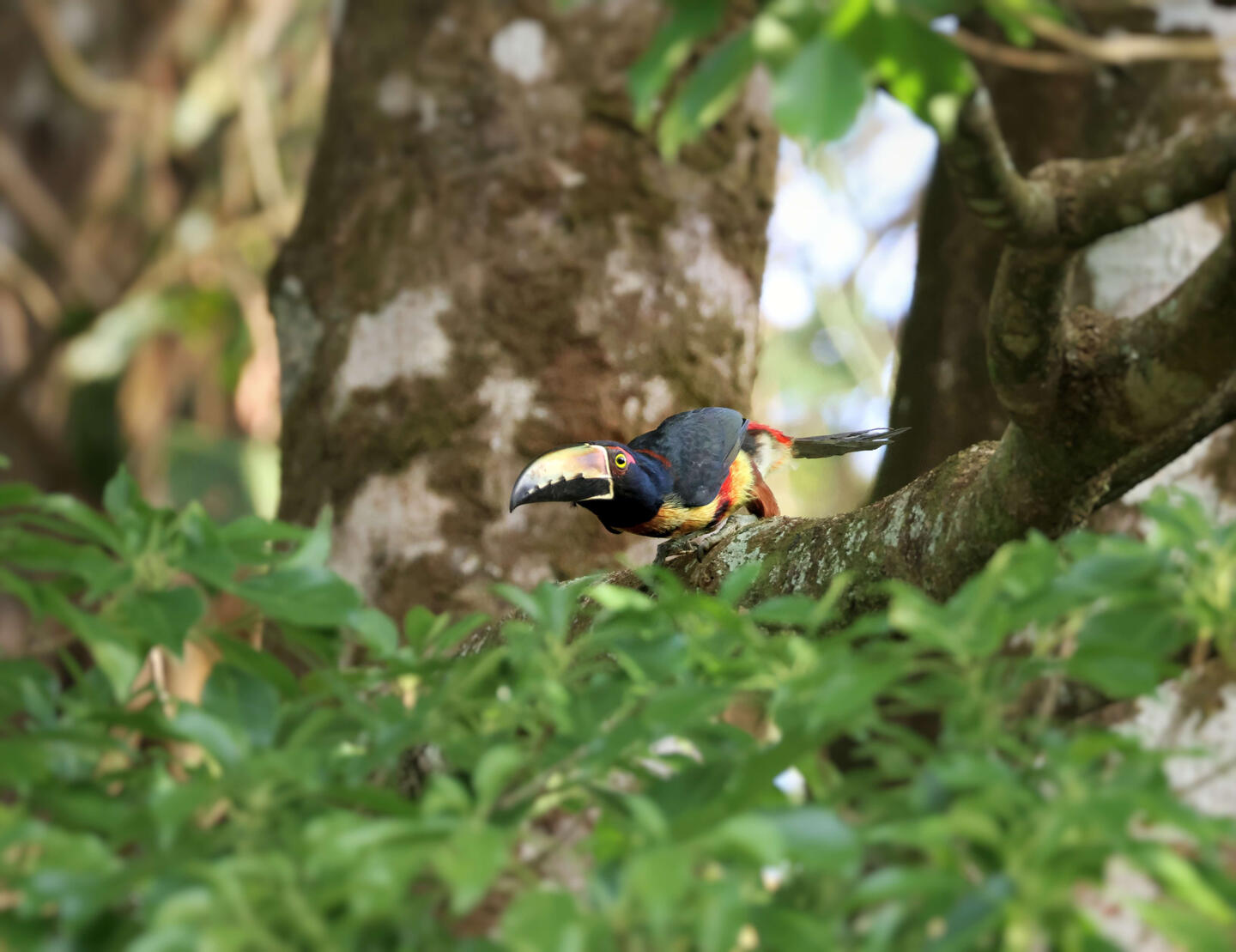 Collared Aracari