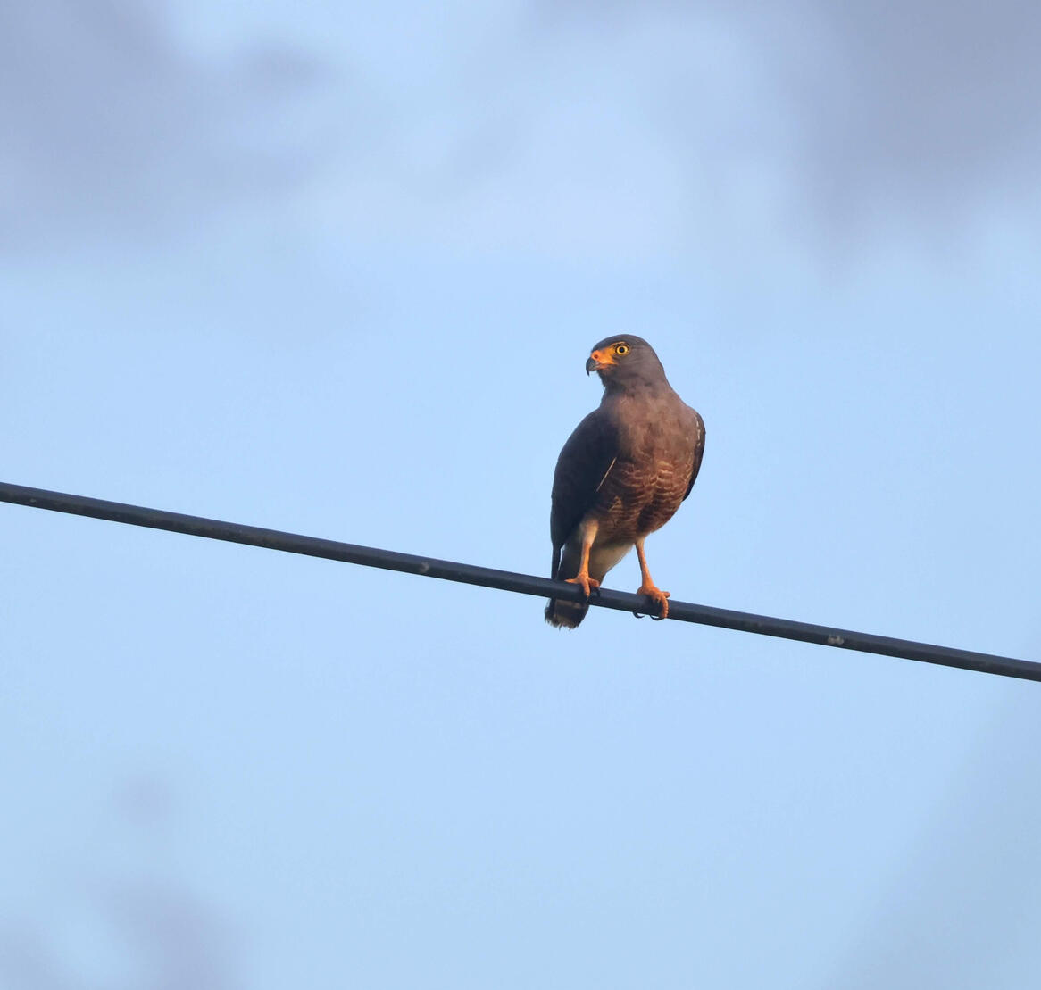 Roadside Hawk