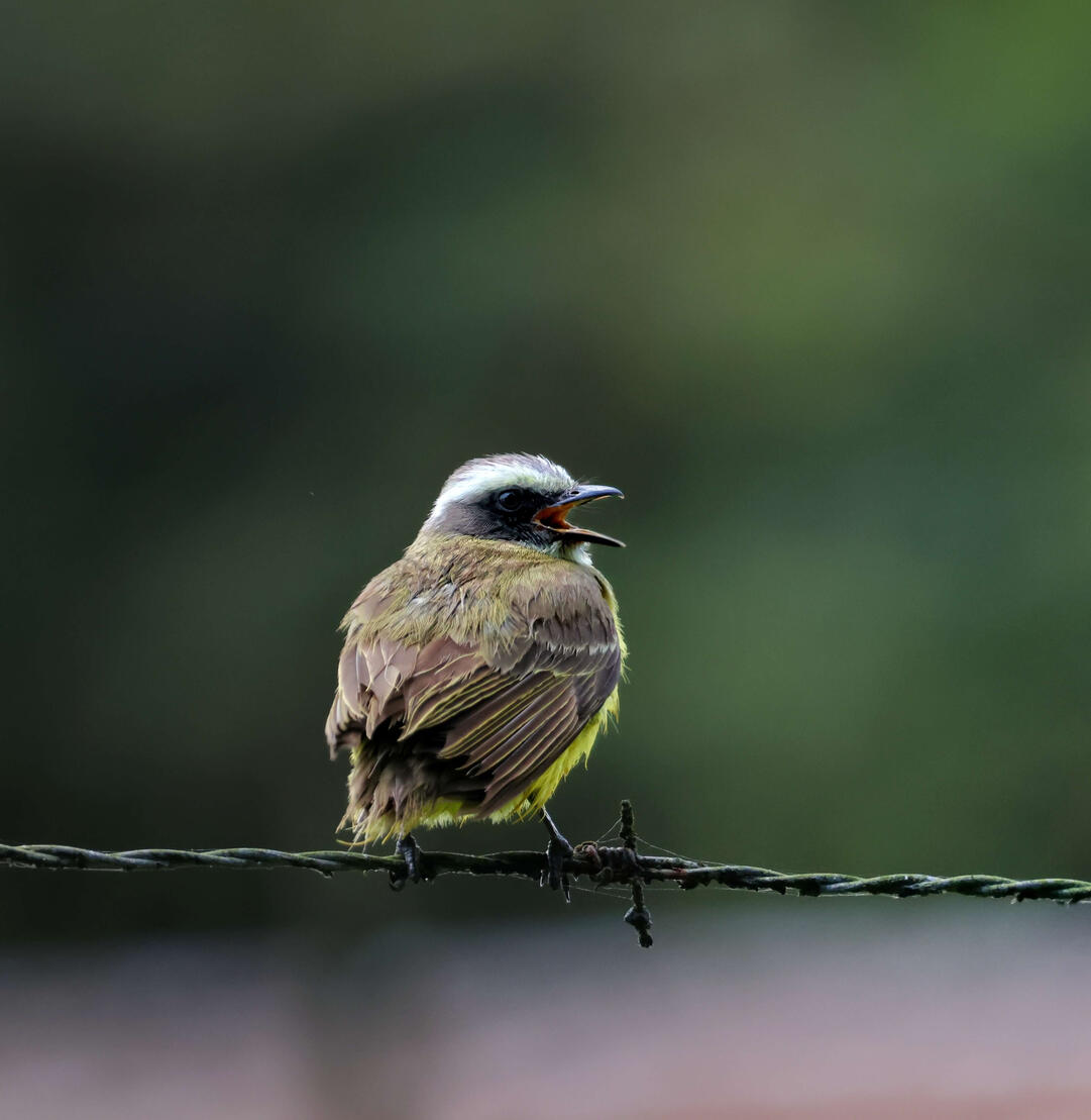 Social Flycatcher