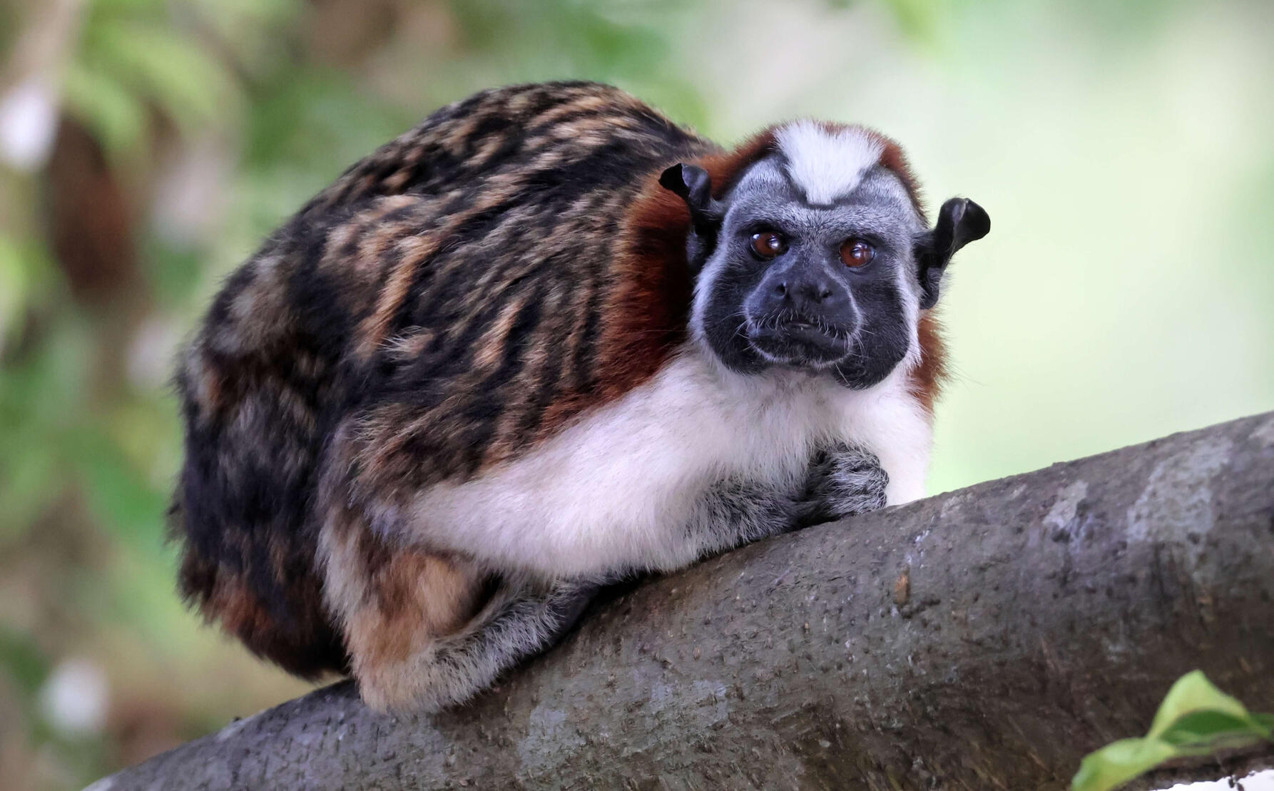 Panamanian Tamarin
