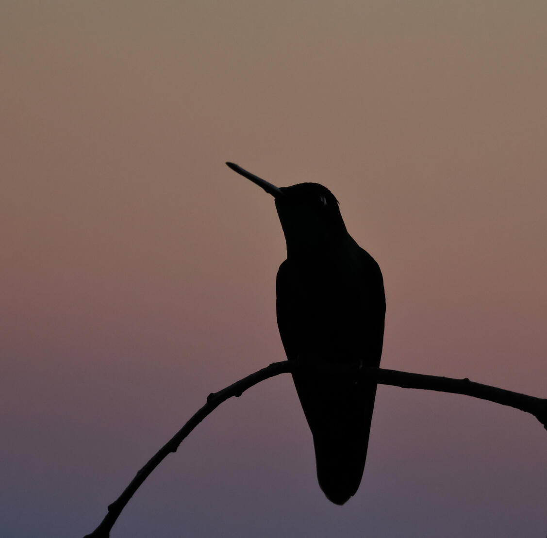 Talamanca Hummingbird
