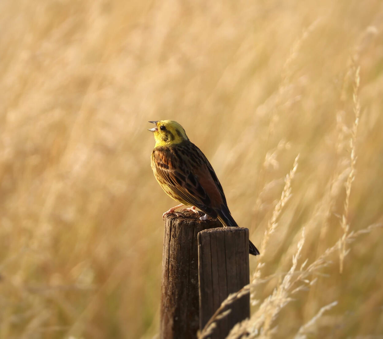 Yellowhammer
