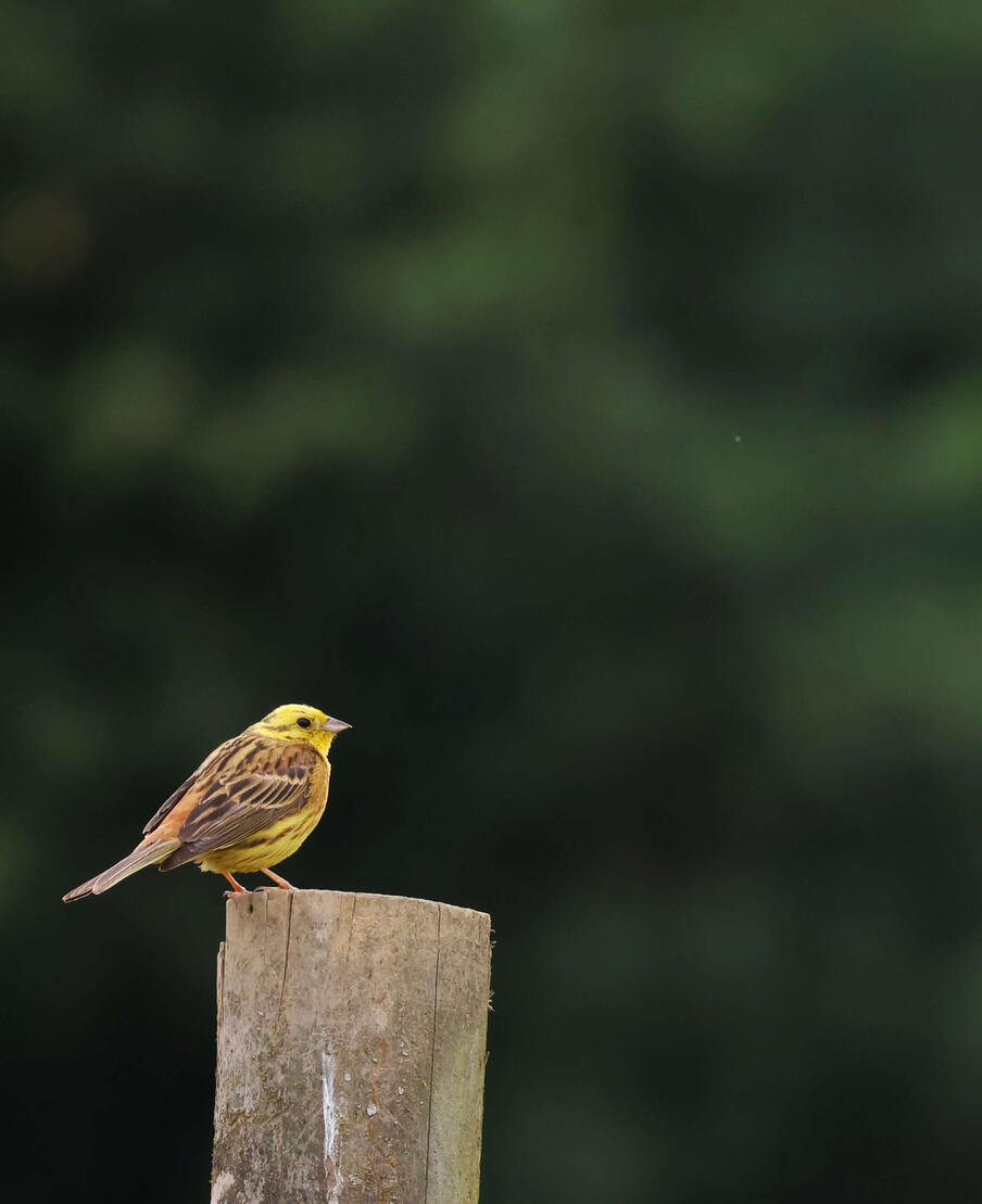 Yellowhammer
